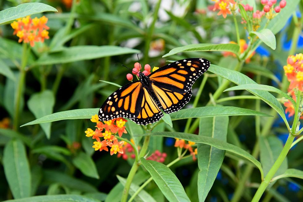 Butterfly Conservatory.