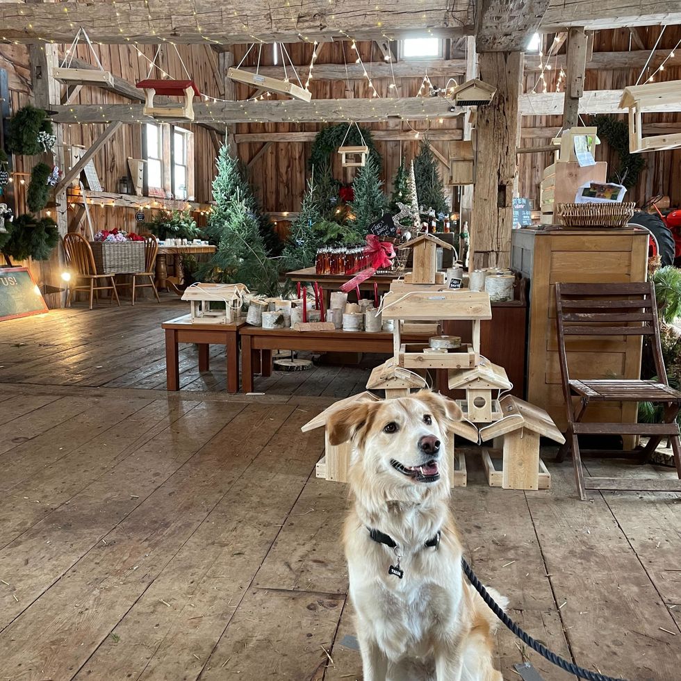 dog in elliott tree farm's wooden heritage barn shop