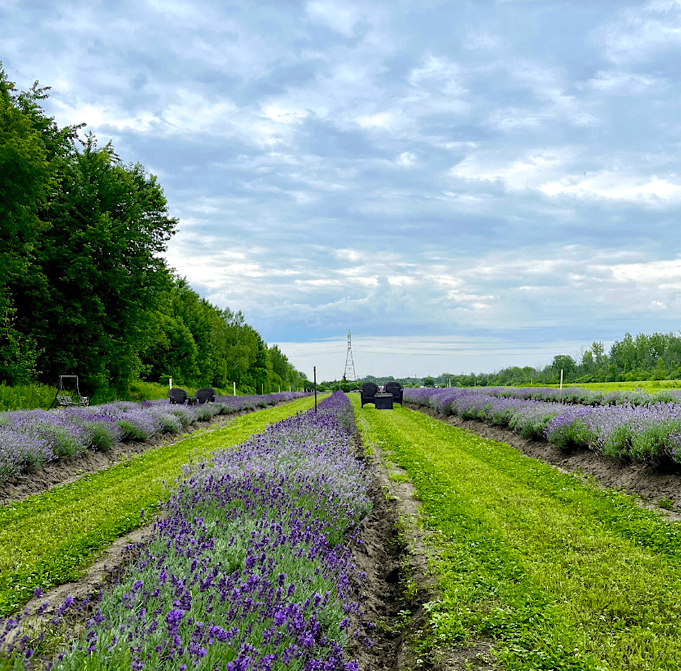 Un champ de lavande, o\u00f9 des bancs sont pos\u00e9s entre les rangs de fleurs.