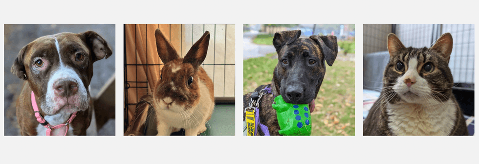 Les images d'un chien, d'un lapin, d'un autre chien et d'un chat.