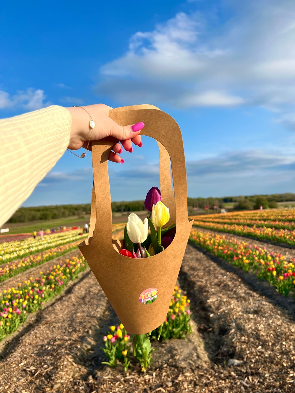 A tulip bouquet.