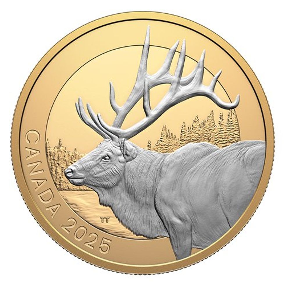 Un wapiti.