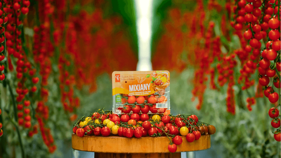 MIXIANY cherry tomatoes displayed in a greenhouse.