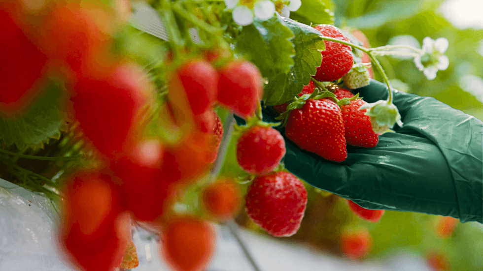 Gloved hand harvesting ripe strawberries.
