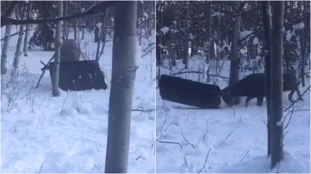 A “thrill-seeking” buck found himself in a sticky situation when he got his antlers tangled in a toboggan in British Columbia recently.