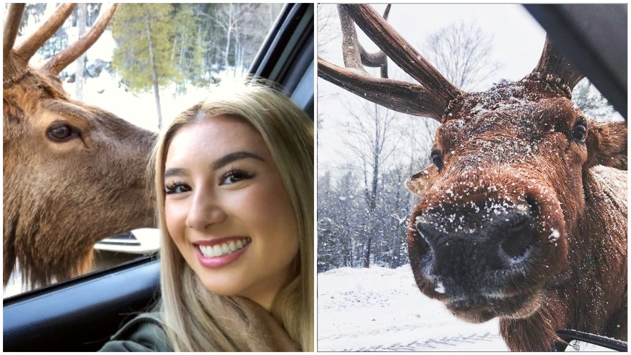 Omega Park In Montebello Quebec Let's You Interact With Wild Animals (VIDEO)