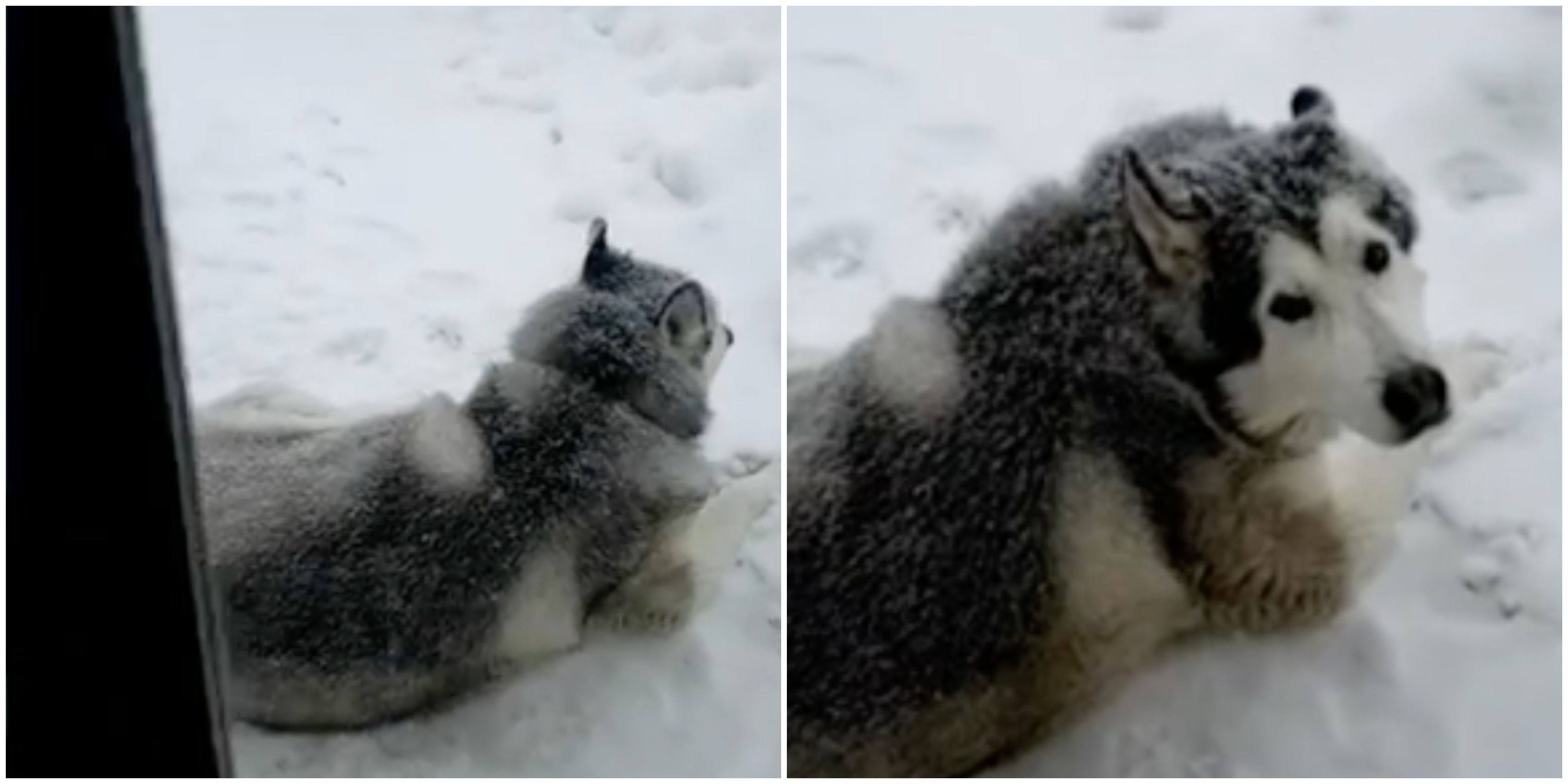 Dog refuses to come in, want to chill on snowy deck