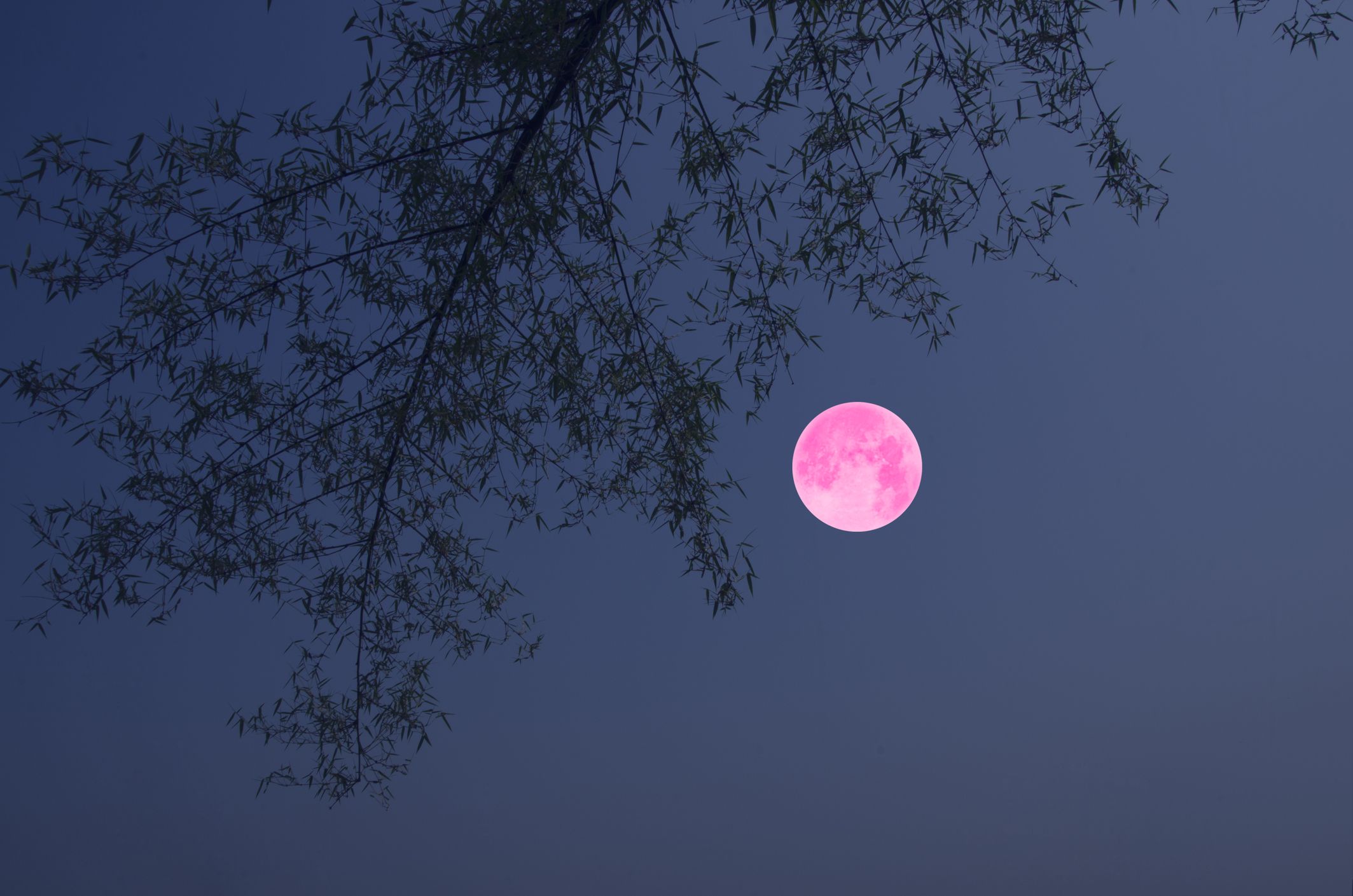 Tu pourras admirer l'énorme et brillante pleine lune rose ce soir au Québec