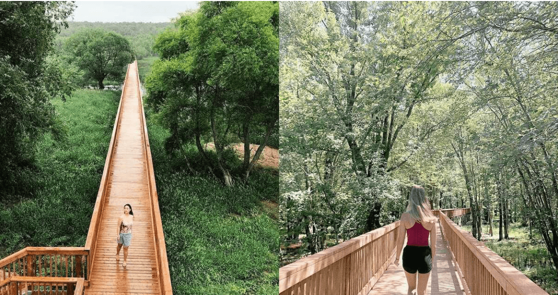 Cette passerelle de près de 1 km à 1 h 30 de Montréal te plonge totalement dans la nature