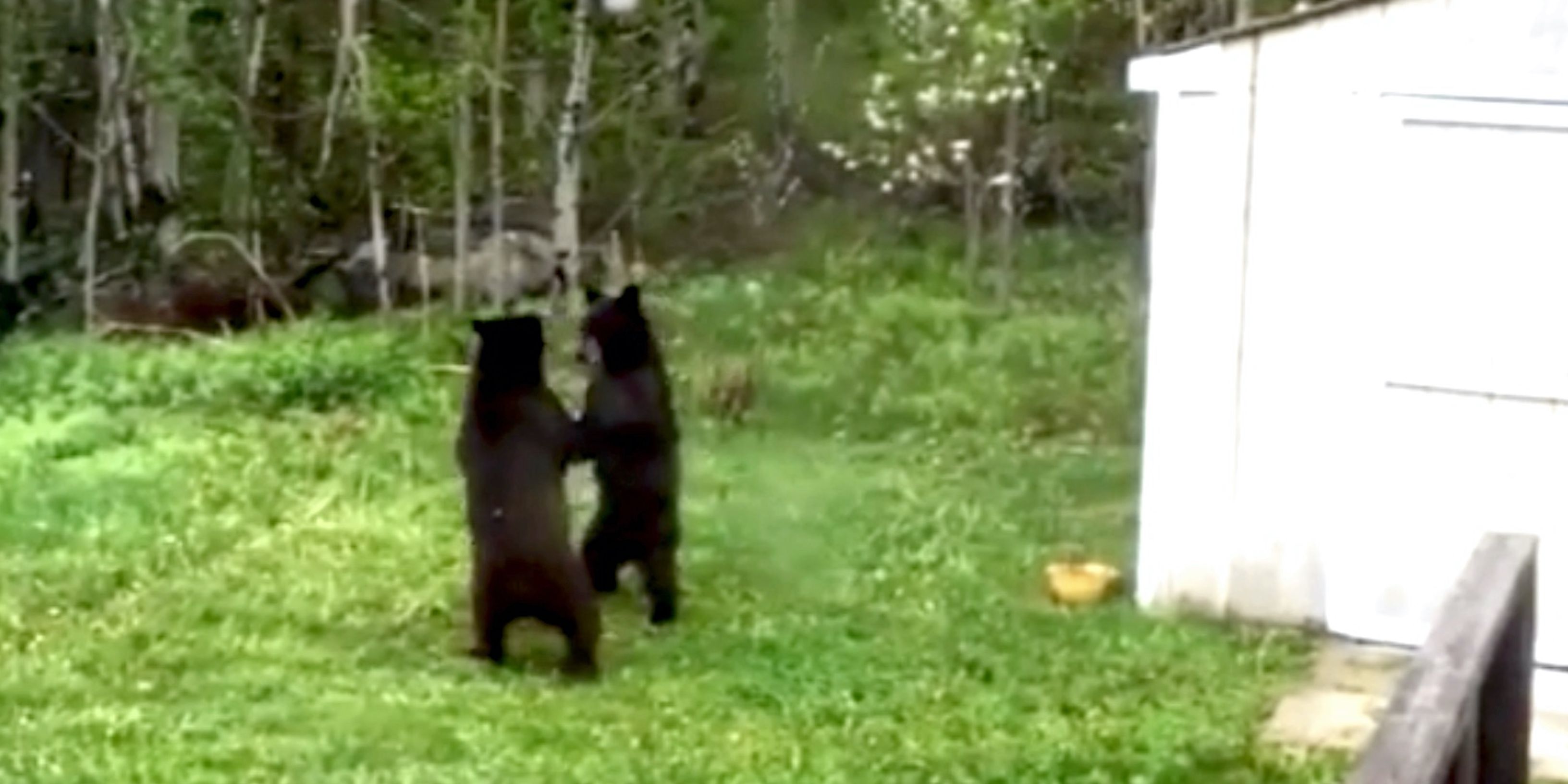 Two young bears get some playtime in backyard private video