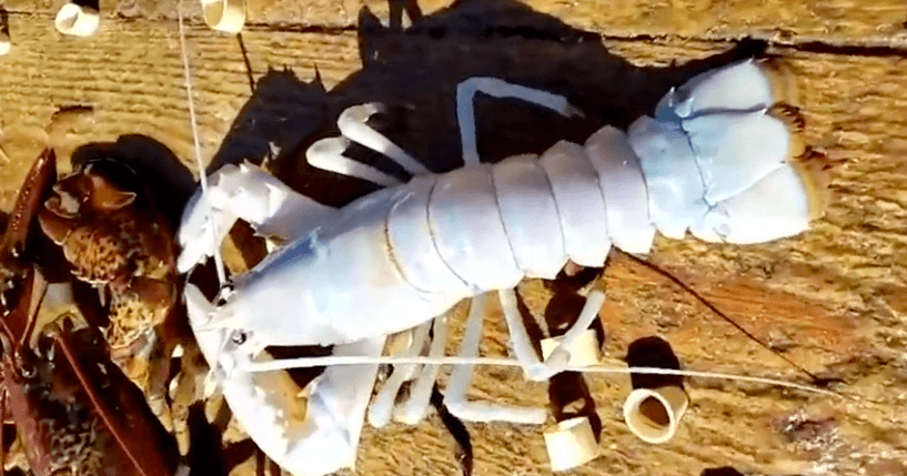 Rare one in 100 million albino lobster discovered in Nova Scotia