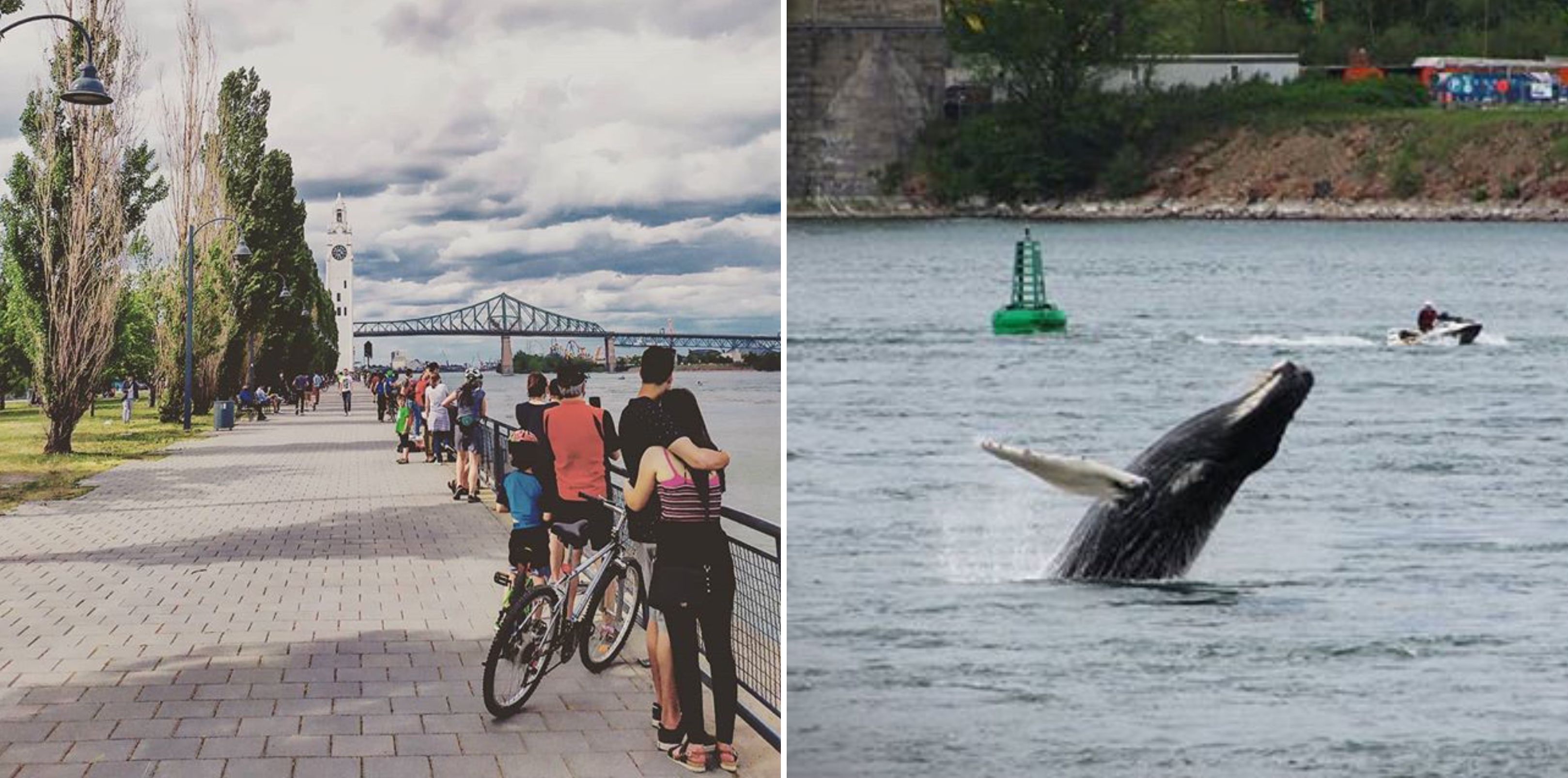 La baleine dans le Vieux-Port de Montréal attire une foule de monde (PHOTOS)