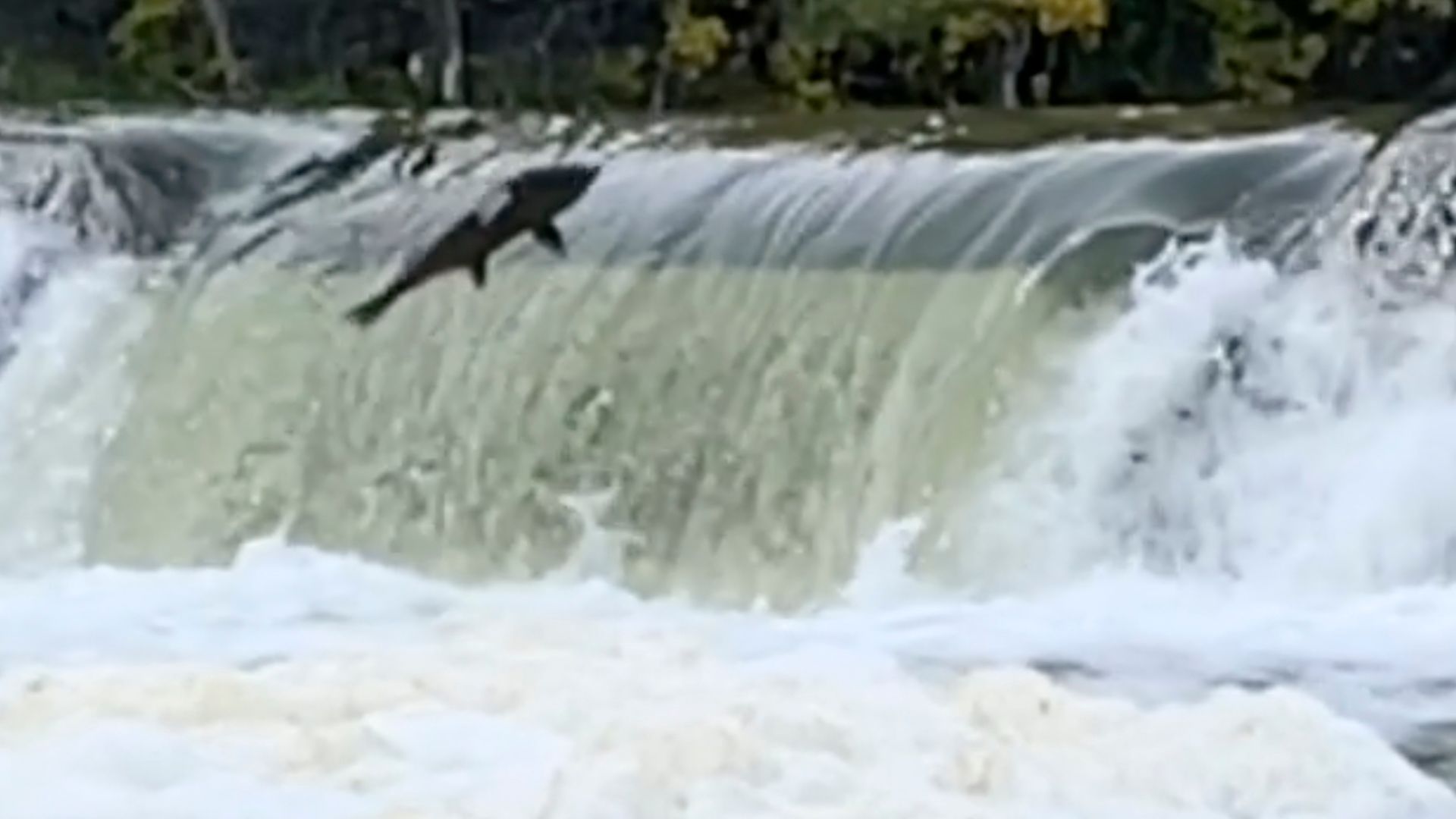 This Video Of Toronto Salmon Flopping Through The Air In Slo-Mo Is Mesmerizing (VIDEO)