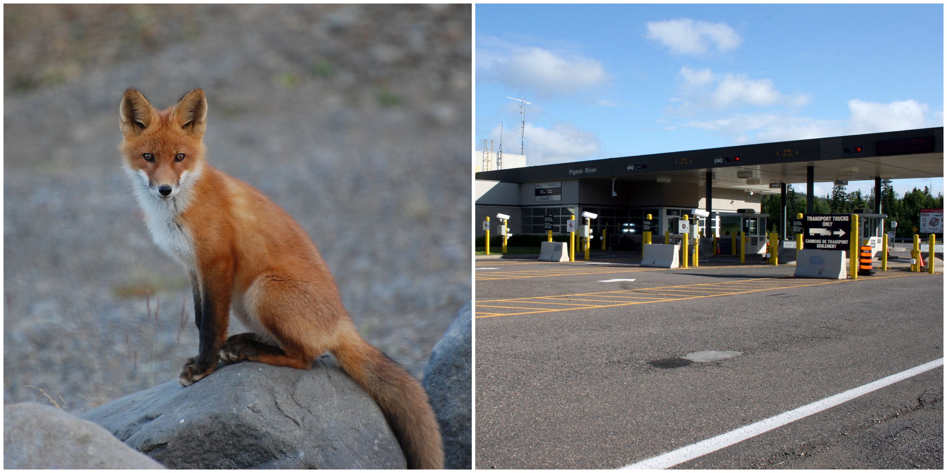 Canada US Border Had A Special Visitor Who Tried To Cross Over For Essential Reasons