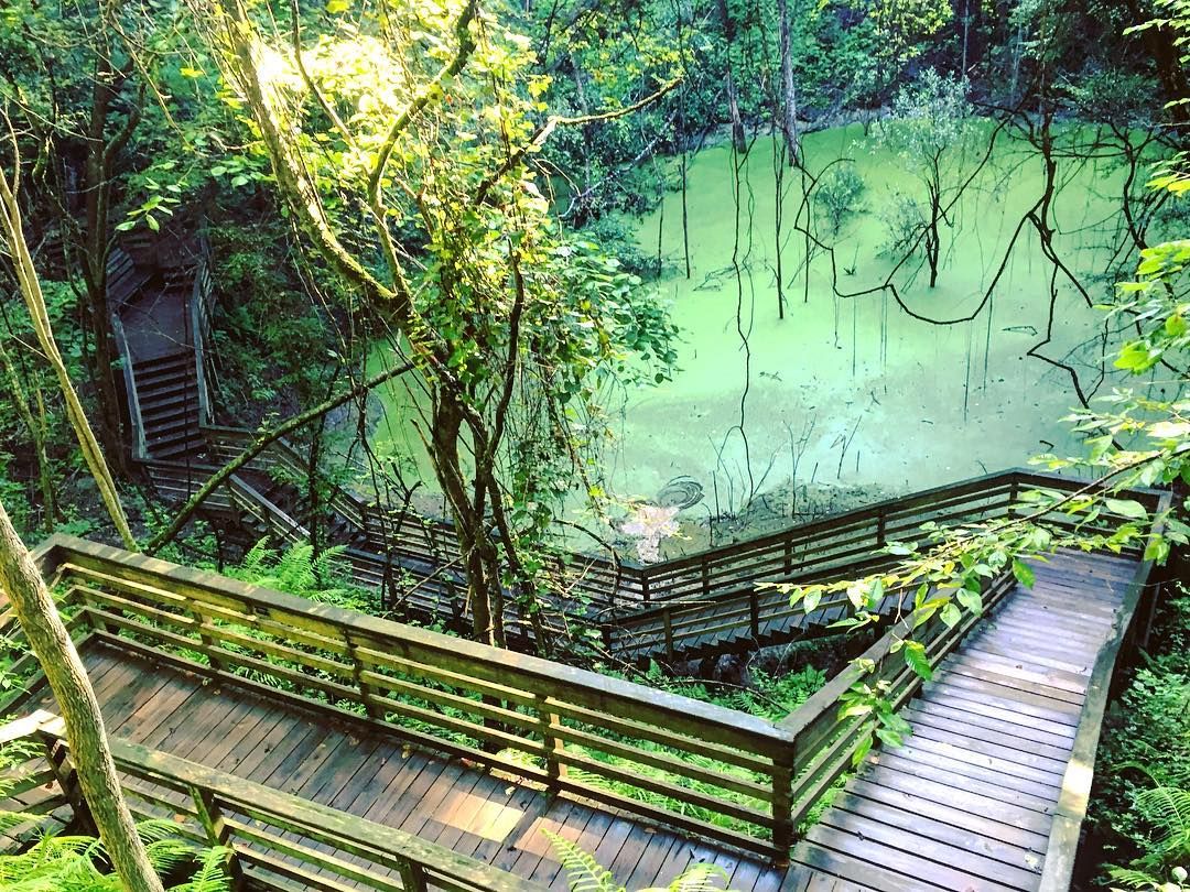 This Boardwalk In Florida Leads To A Hidden Miniature Rain Forest