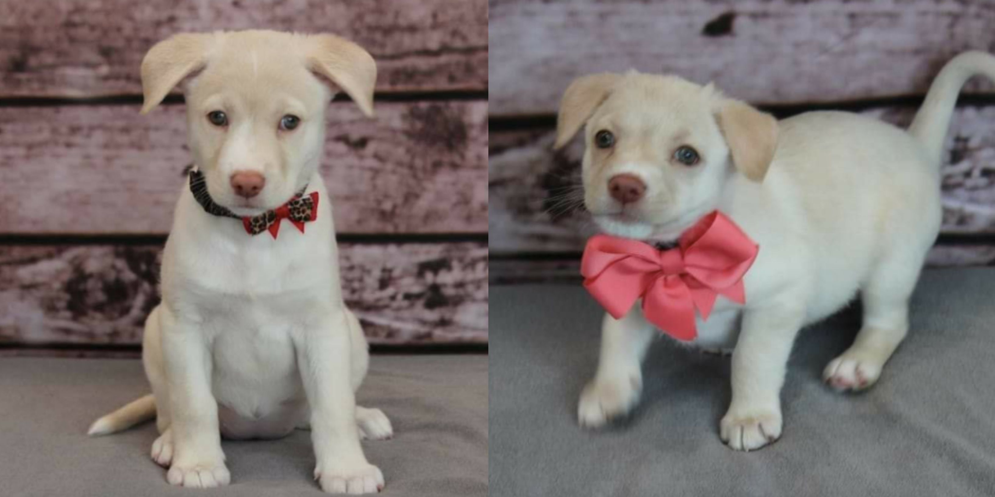 These Puppies For Adoption Near Toronto Are Both Adorable & Stylish 