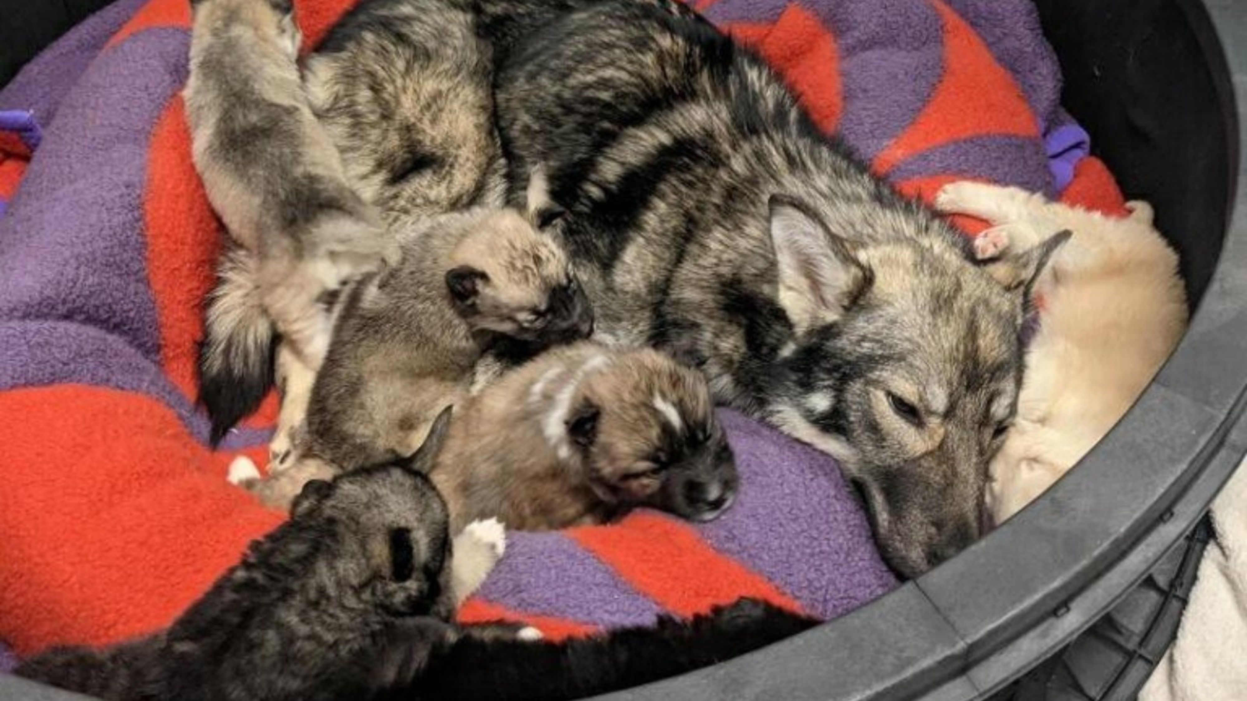 27 Dogs For Adoption In Toronto Just Arrived From Up North & They Need Homes