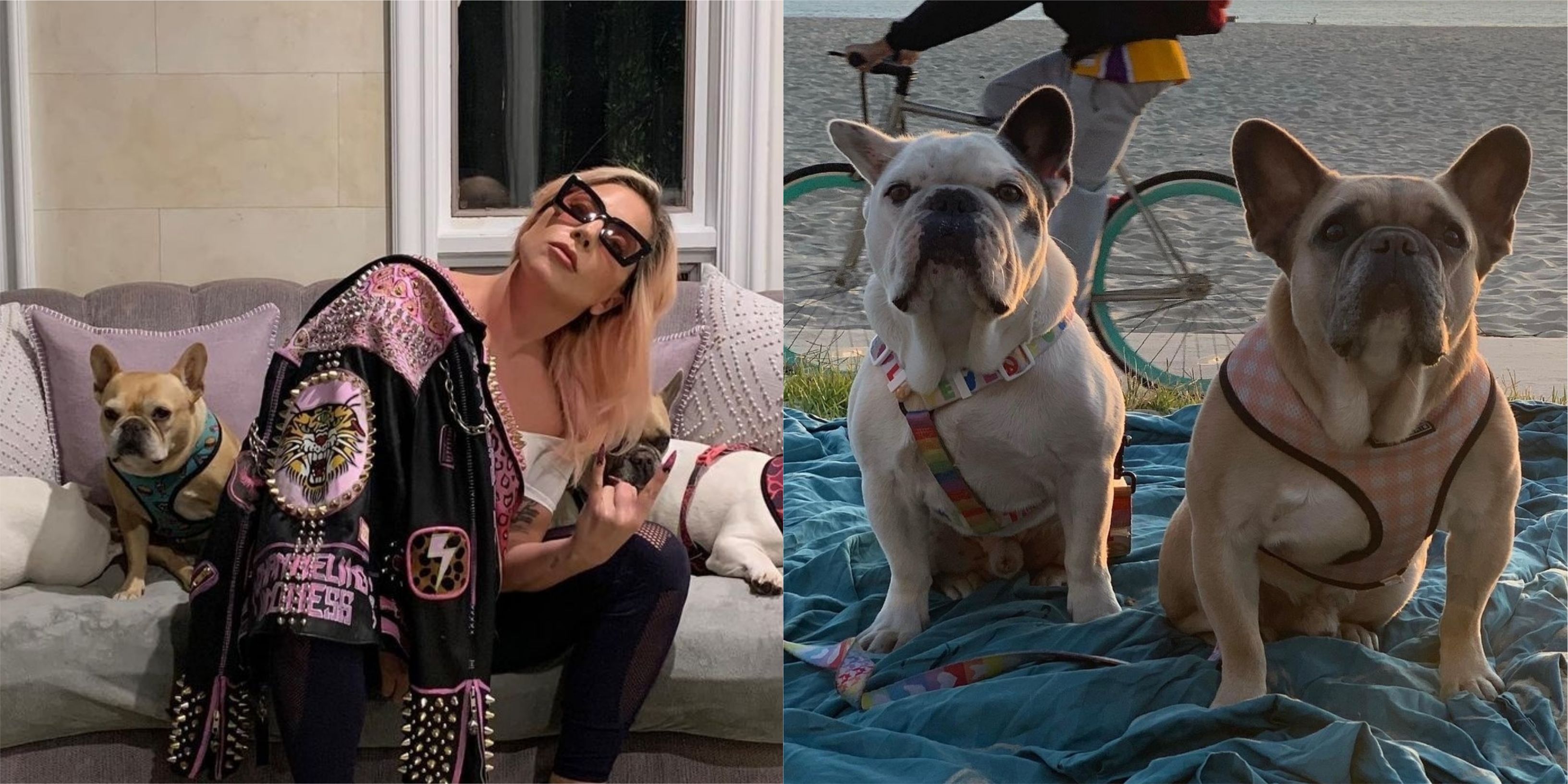 Lady Gaga's Dogs Were Returned Safely But Nobody's Been Arrested