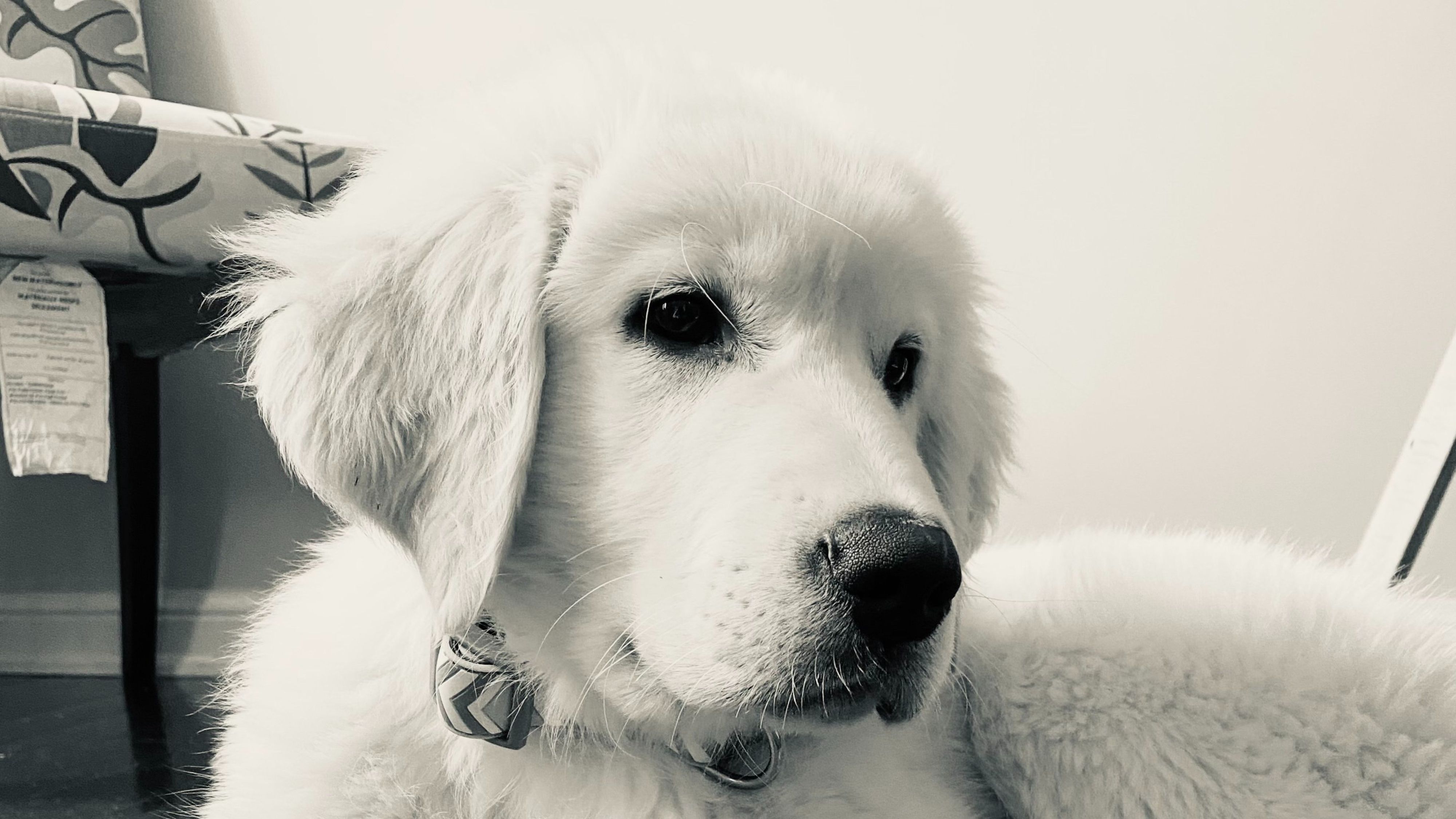 Ontario Police Are Asking For Help Finding A Truck That Was Stolen With A Puppy Inside
