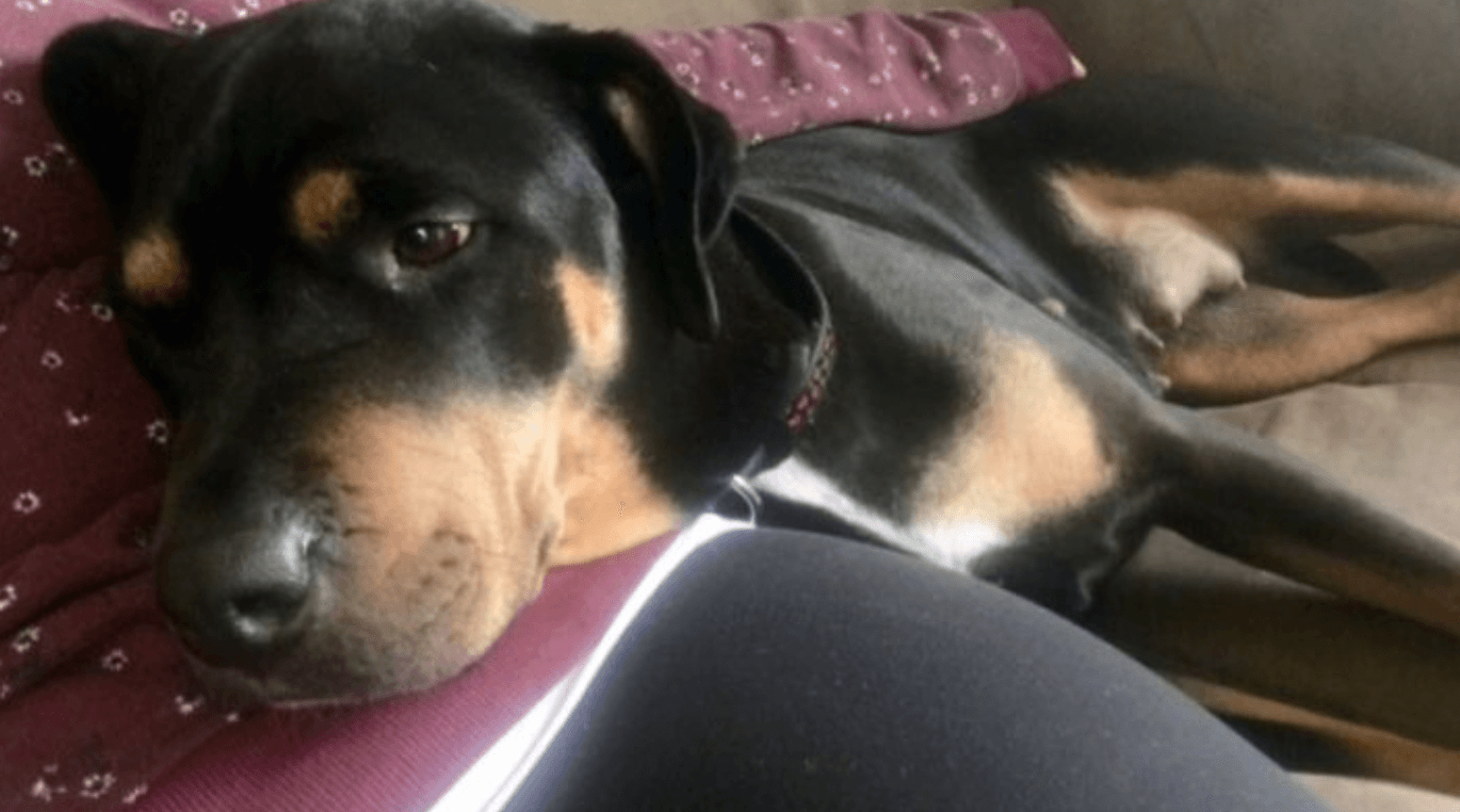Windsor Police Killed A Dog Named Chloe That Was Known To Be 'Loving & Sweet'