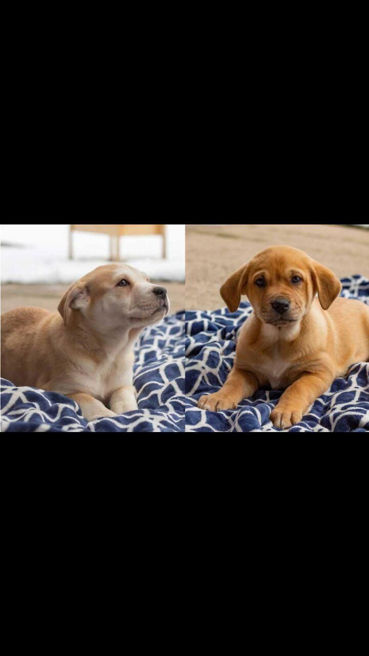 A Bunch Of Irresistibly Cute Puppies Are Up For Adoption In Ontario Right Now