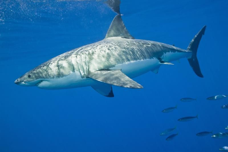 Un grand requin blanc s'approche du golfe du Saint-Laurent 