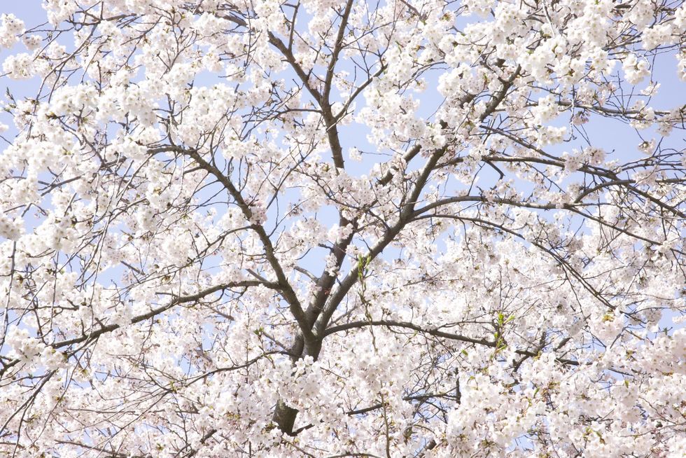 Cherry blossoms in High Park.