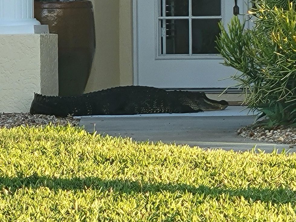 The Florida Alligator waiting at the couples door.