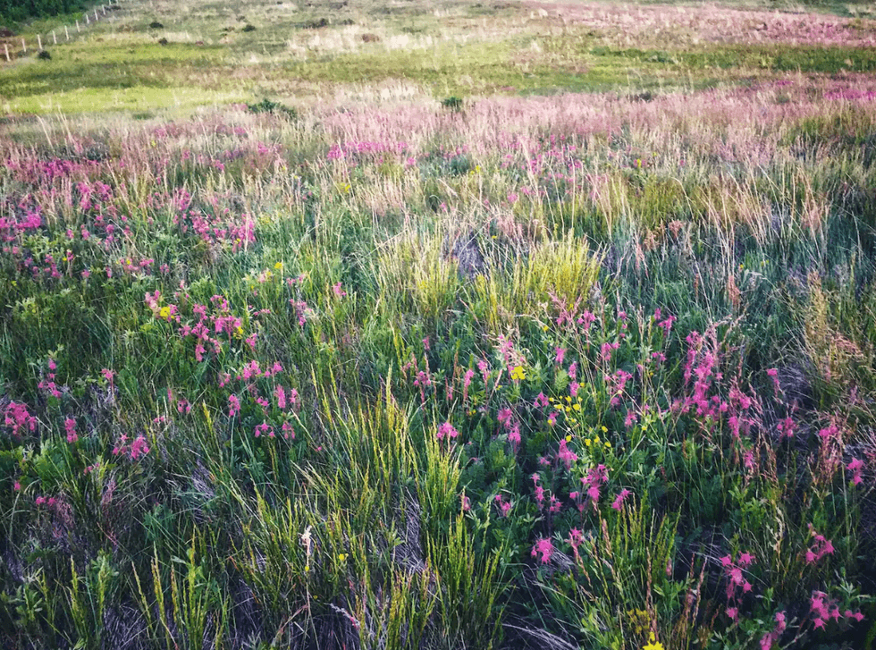 Wild flowers on Willow Creek Ranch.