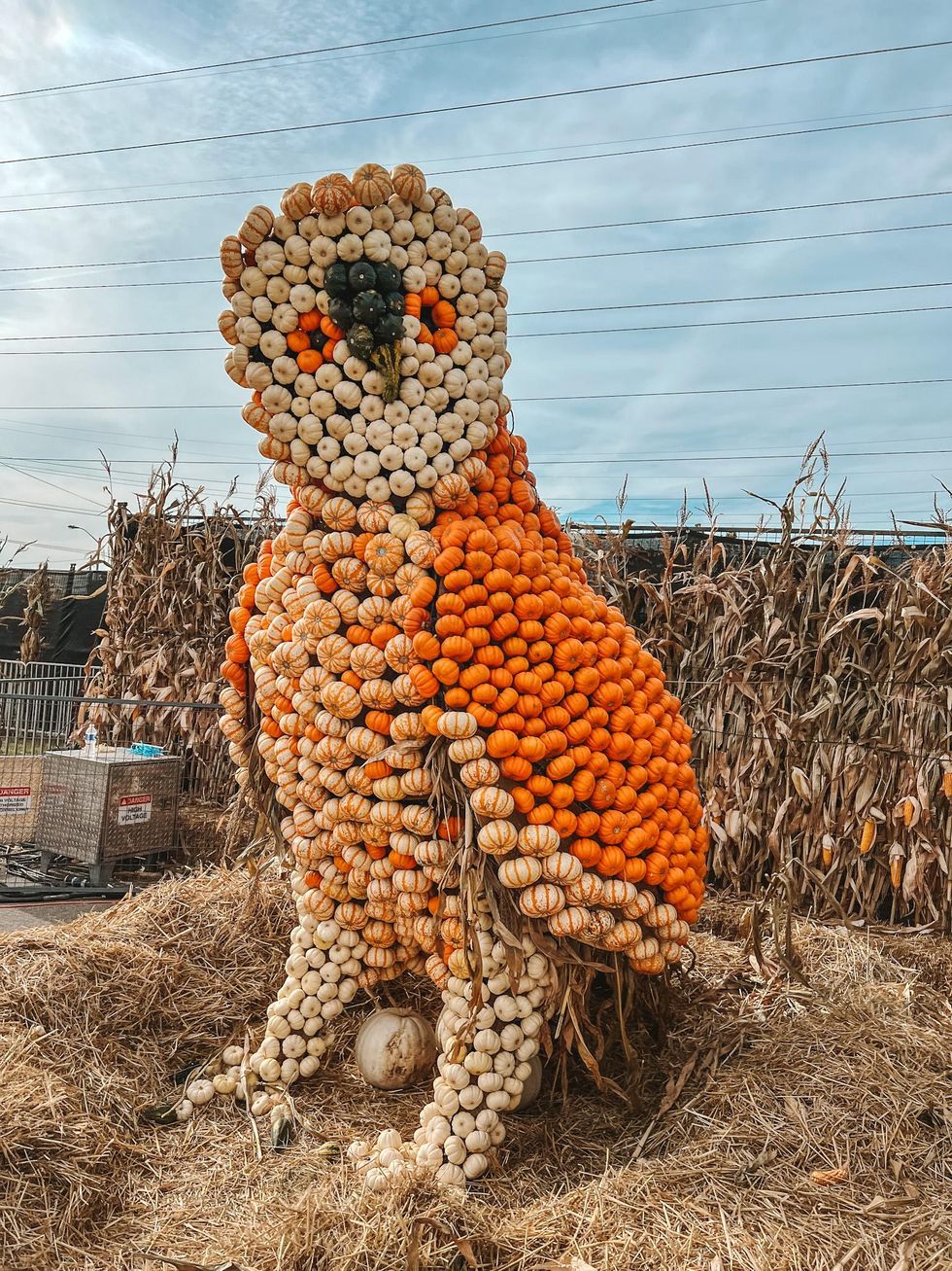Owl pumpkin sculpture.