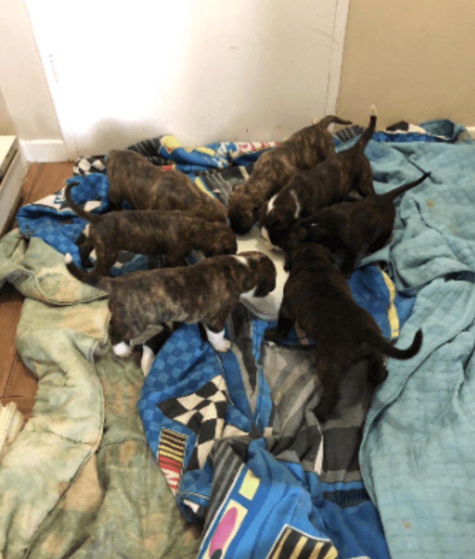 Seven Cane Corso puppies.