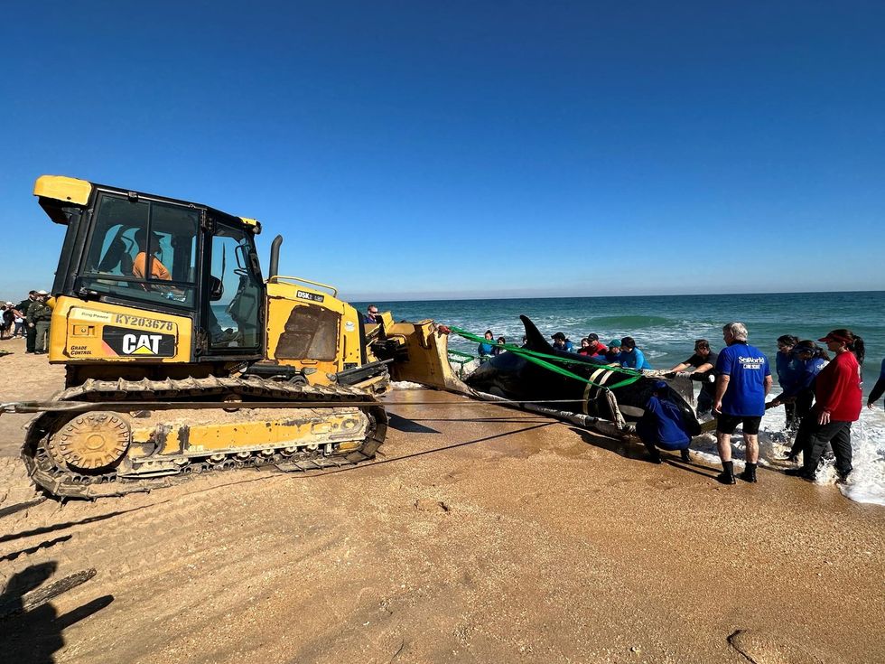 Authorities helping tie up the whale attached to a bobcat truck.