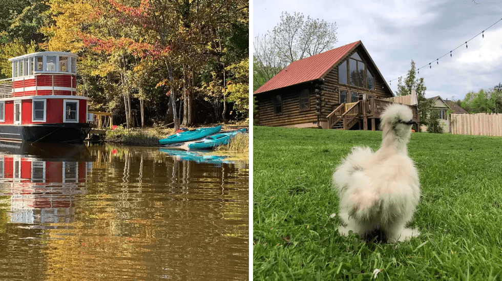 The Virginia Tugboat Airbnb. Right: A chicken at the Virginia Tugboat Airbnb.