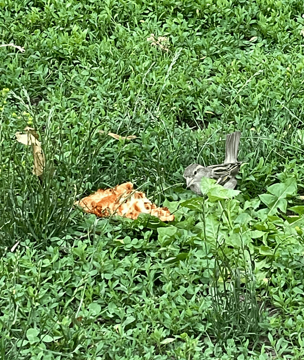Bird eating a pizza slice.